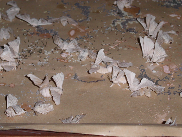 PICT0158.JPG