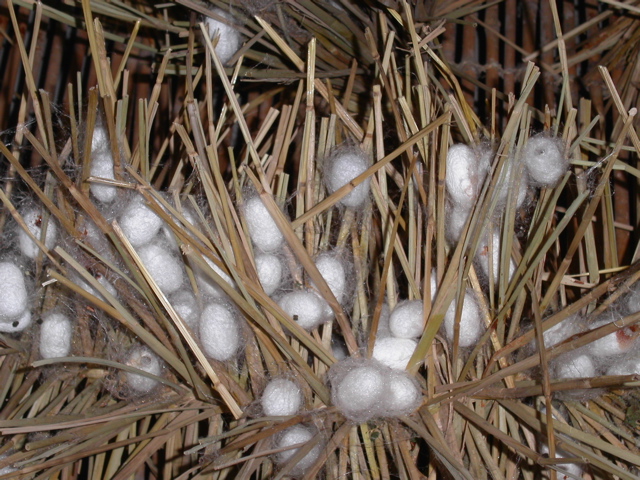 PICT0159.JPG