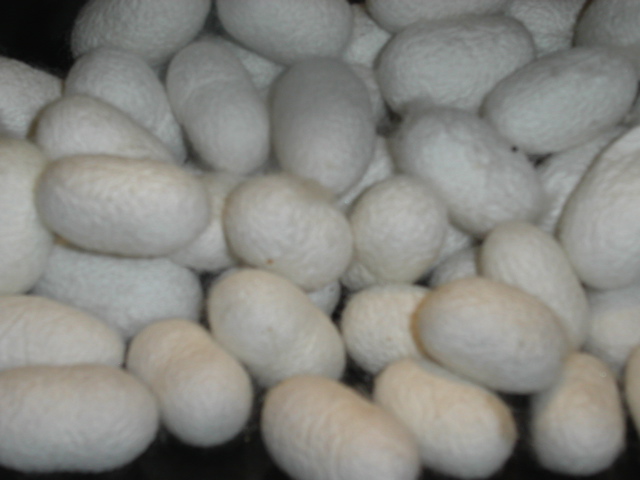 PICT0161.JPG