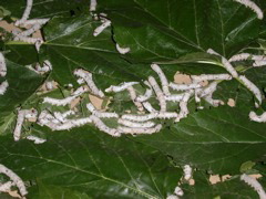 PICT0157.JPG