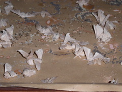 PICT0158.JPG