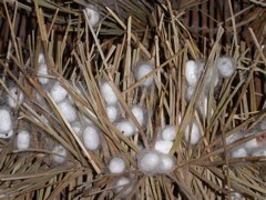 PICT0159.JPG