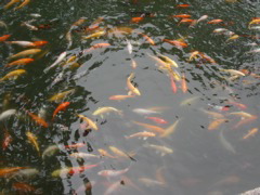 PICT0177.JPG